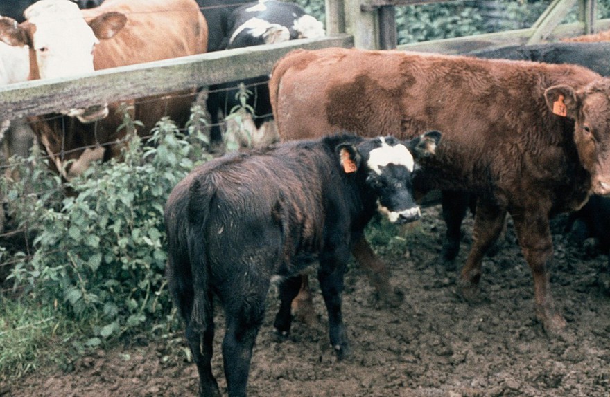 Gingering of coat - copper deficiency (cow)