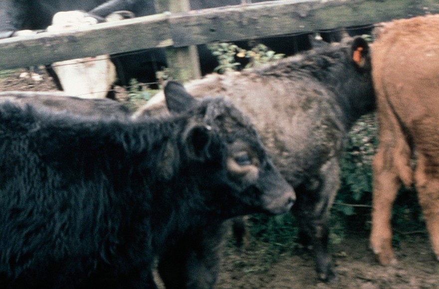 Discolouration on coat - copper deficiency