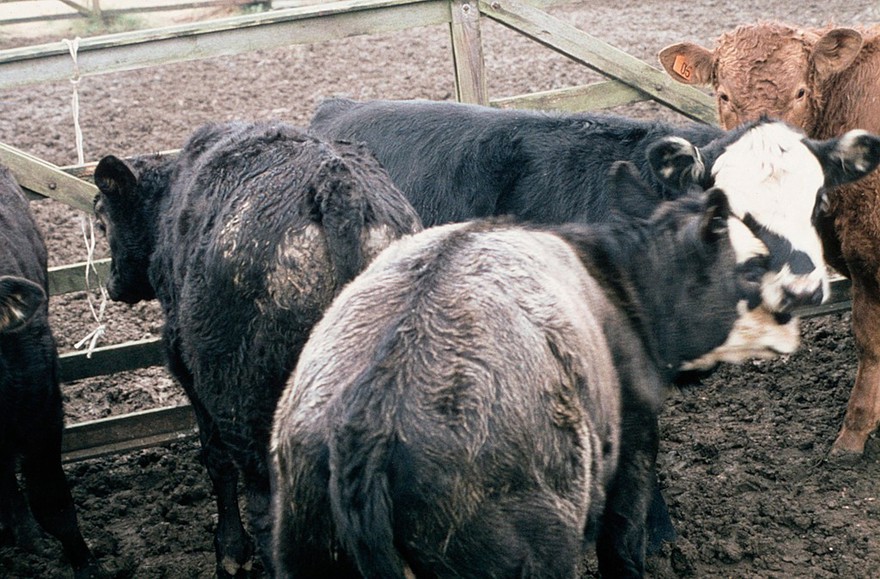 Coat discolouration due to copper deficiency