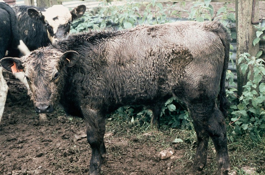 Coat discolouration due to copper deficiency