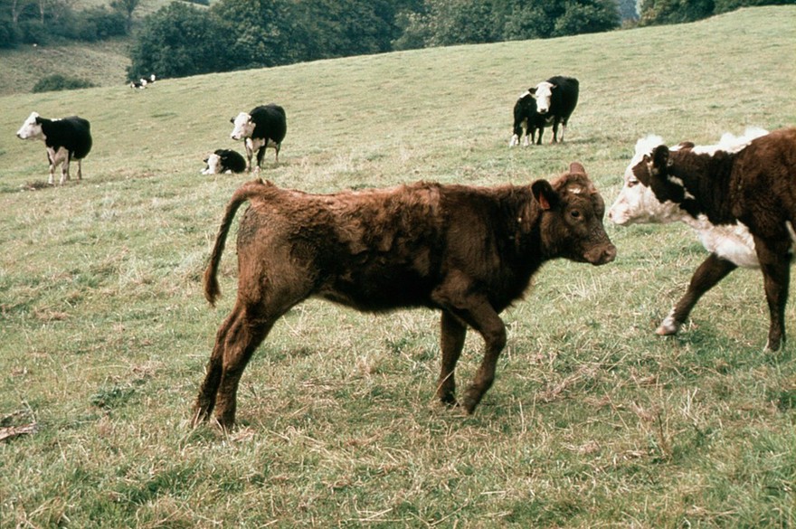 Coat discolouration due to copper deficiency
