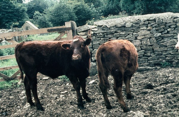 Comparison of calves - copper deficiency