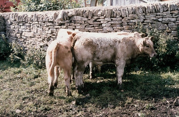 Comparison of calves - copper deficiency