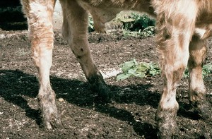 view Cow with defective collagen synthesis
