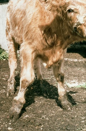 Cow with defective collagen synthesis