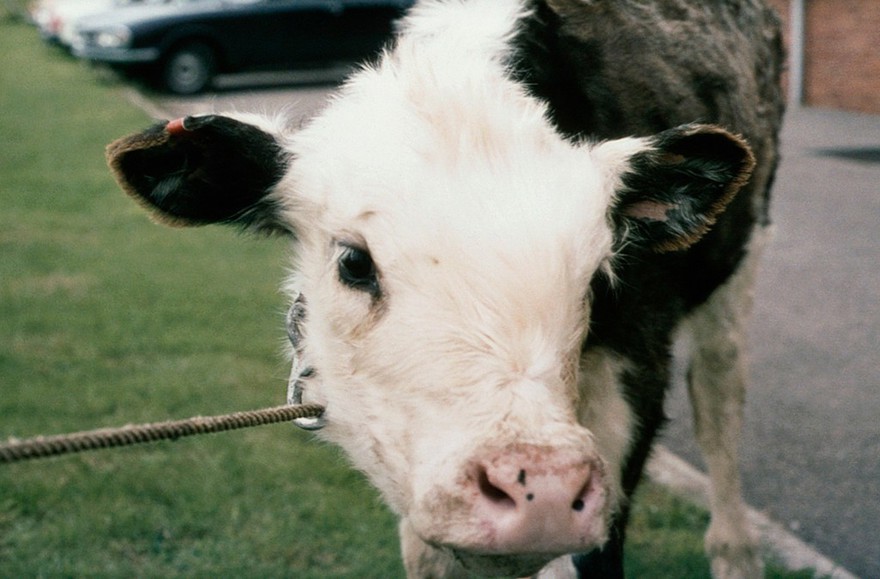 Severe copper deficiency in calf