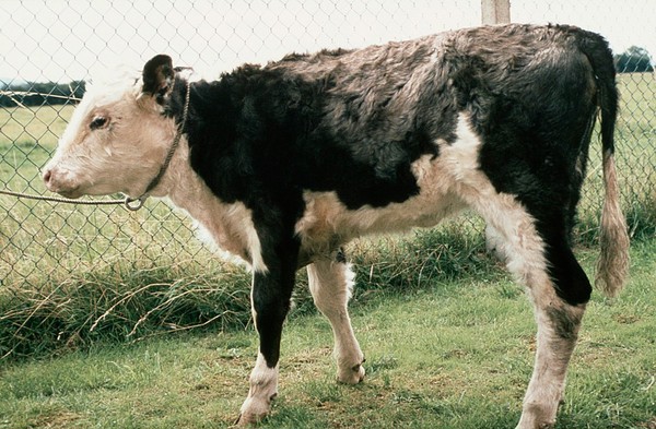 Severe copper deficiency in calf