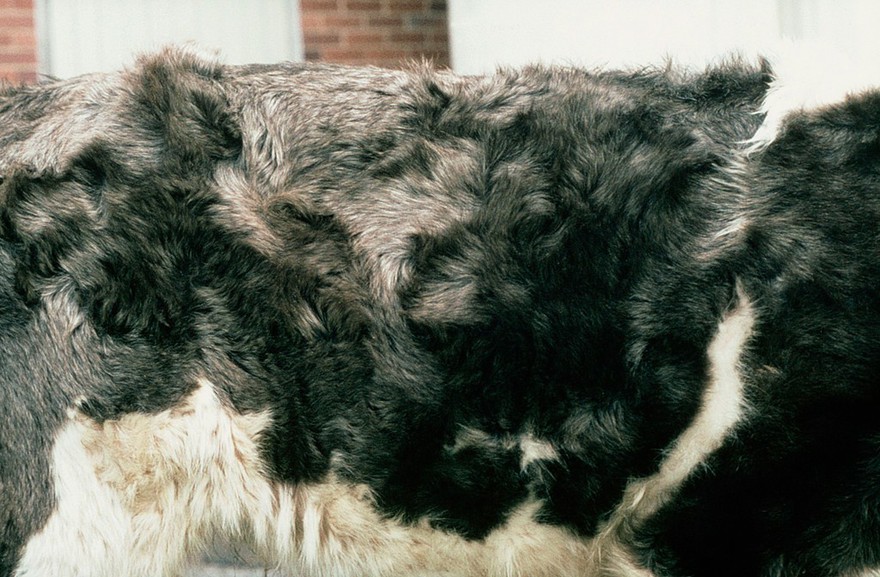 Copper deficiency: greying of black hair