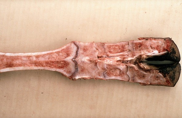 Saggital section of normal cow's lower limb