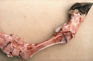 view Saggital section: copper deficient cow limb