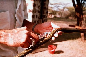 view Subcutaneous injection in a snake.