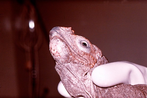 Oral abscess under jaw of an Iguana