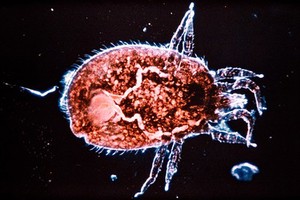 view A mite removed from a Python.