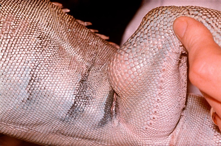 Abscess on leg on an Iguana