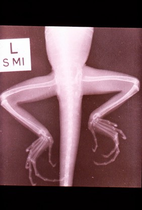 Nutritional osteodystrophy - x-ray, lizard