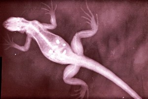 view Nutritional osteodystrophy - x-ray, iguana