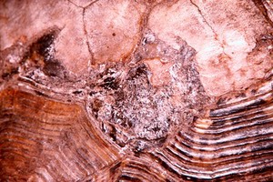 view Burns to shell of a tortoise