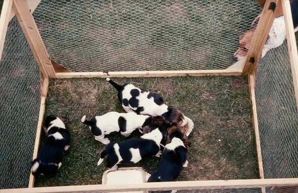 A litter of puppies reared on grass.