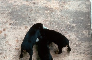 view A litter of puppies reared on concrete.