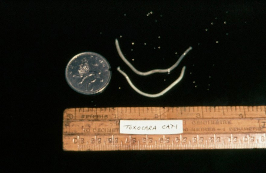 Adult worms of toxocara cati (from a cat).