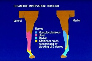 view Drawing: cutaneous innervation of forelimb