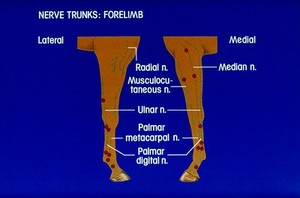 view Drawing: nerve trunks of forelimb of horse