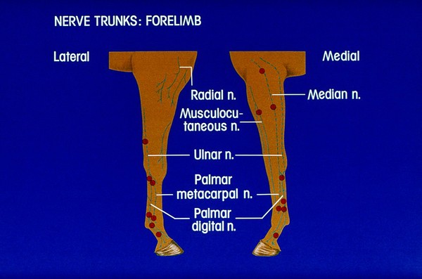 Drawing: nerve trunks of forelimb of horse