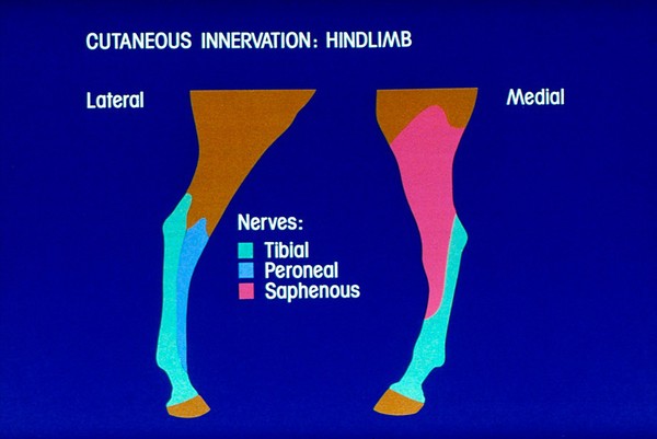 Drawing: cutaneous innervation of hindlimb