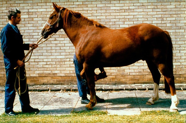 Physical restraint on a horse.