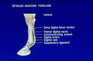 view Drawing: detailed anatomy horse's forelimb