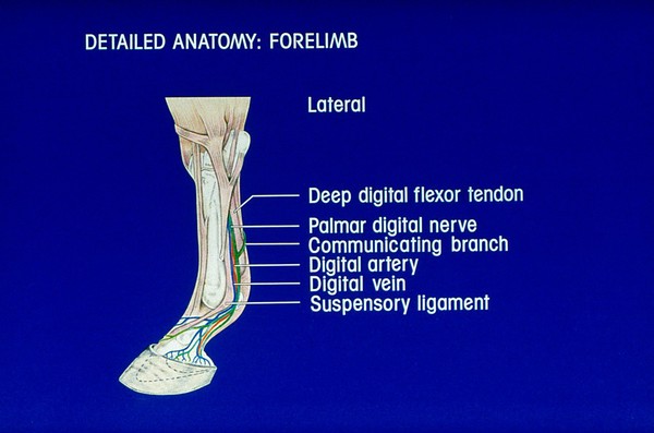 Drawing: detailed anatomy horse's forelimb