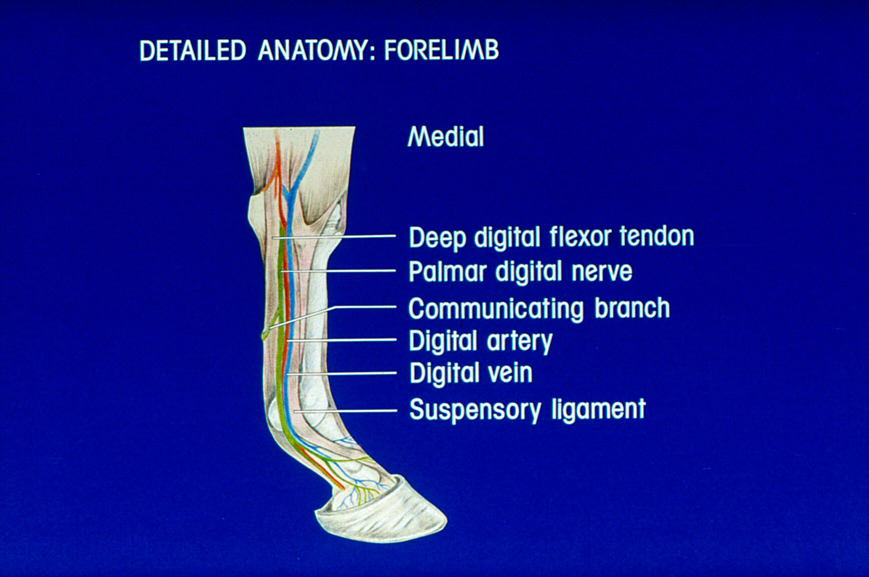 Drawing: detailed anatomy horse's forelimb | Wellcome Collection