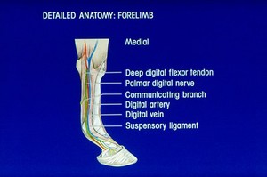 view Drawing: detailed anatomy horse's forelimb