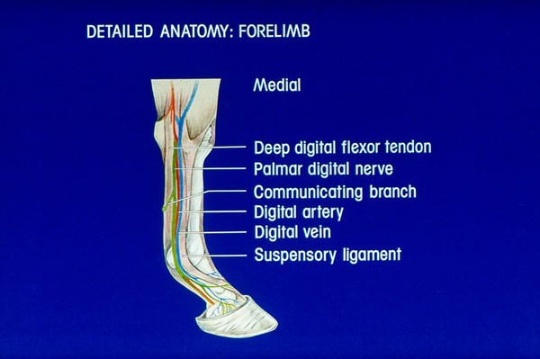 Drawing: detailed anatomy horse's forelimb