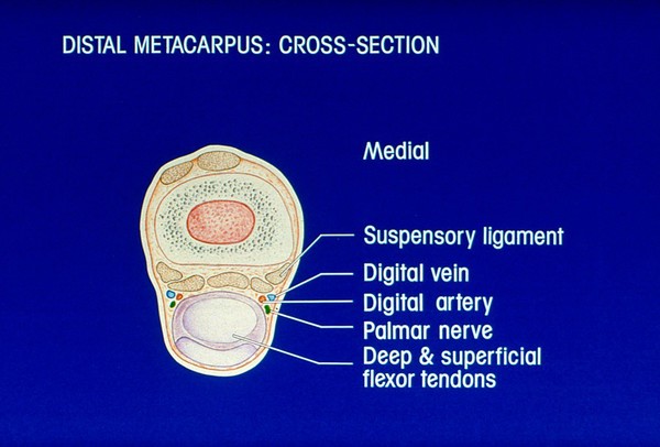 Drawing: distal metacarpus (horse)