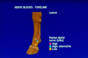 view Drawing: sites for distal nerve blocks - forelimb