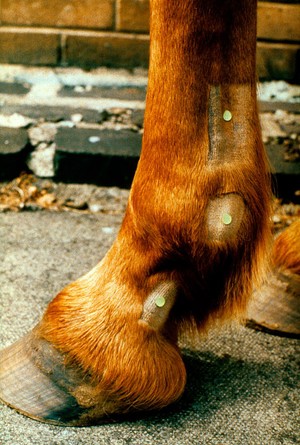 view Photograph: sites of distal nerve blocks