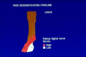 view Areas of skin desensitisation in forelimb