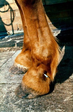 view Horse's leg: site of low digital nerve block