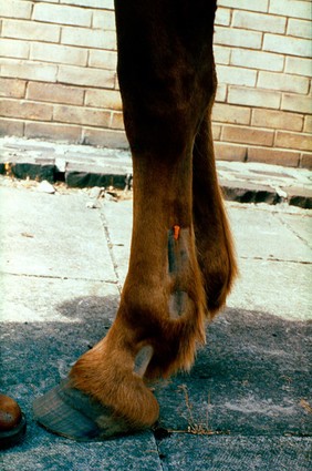 Horse's leg: site high digital nerve block