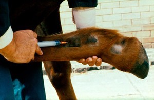 view Horse's leg lifted for injection