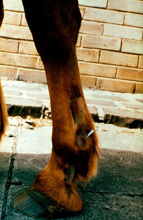 Digital nerve block site: horse's fetlock.