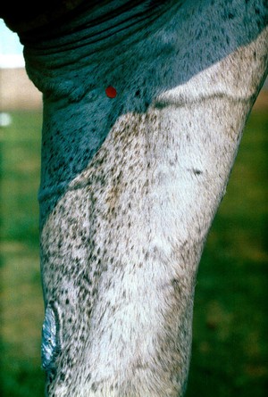 view Horse's leg: median nerve block.