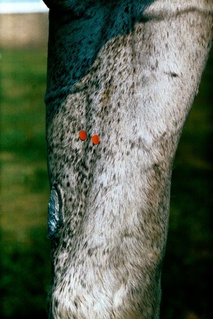 view Horse's leg: muscullocutaneous nerve block.
