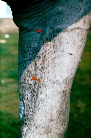 view Horse's leg: muscullocutaneous nerve block