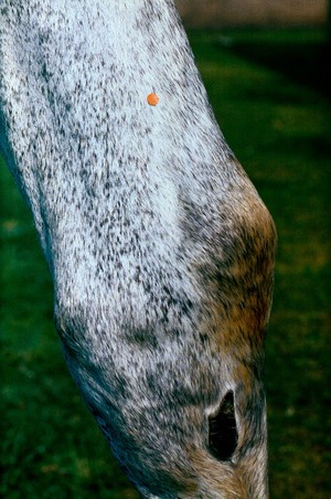 view Horse's leg: tibial nerve block.