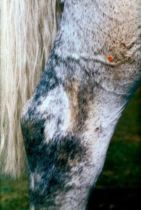 Horse's leg: peroneal nerve block.