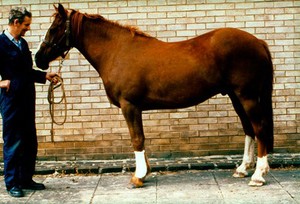 view Full-size view of horse with bandaged limb