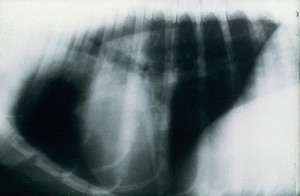 view Radiograph: normal dog thorax