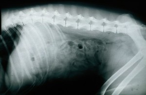 view Radiograph: normal dog abdomen